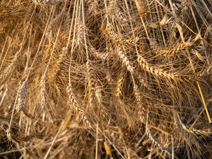 حزمة من القمح أثناء موسم الحصاد - المصدر: بلومبرغ