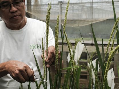موظف يعتني بمحاصيل الأرز داخل مقر \"المعهد الدولي لبحوث الأرز\" الرئيسي في بلدية لوس بانوس بالفلبين في 21 يونيو 2023 - المصدر: بلومبرغ