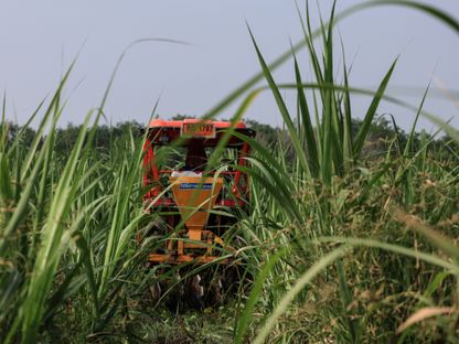 حقل لزراعة قصب السكر في نونغ نوك كايو، تايلندا. - المصدر: بلومبرغ