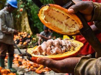 مزارع يمسك ثمرة كاكاو في حقل بقرية إسيسانا في الكاميرون في 2022 - شينخوا / زوما برس