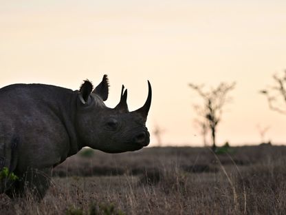 وحيد القرن الأسود في محمية Ol-Pejeta بمقاطعة لايكيبيا. نانيوكي. كينيا - الشرق/بلومبرغ