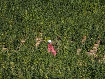 سيدة وسط حقل لزراعة القنب الهندي شمال المغرب - المصدر: أ.ف.ب