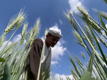 فلاح مصري يتفقد محصول القمح قبل أسابيع من موسم الحصاد - المصدر: الشرق