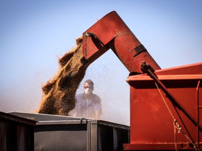 إنتاج أستراليا من القمح يسجل مستوى أكبر من المتوقع هذا العام بعد الظروف المناخية المواتية - المصدر: بلومبرغ
