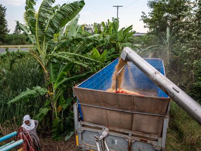 يتم وضع حبوب الأرز في شاحنة مقطورة من آلة حصاد أثناء حصاد حقل أرز في مقاطعة سارابوري، تايلندا. - المصدر: بلومبرغ