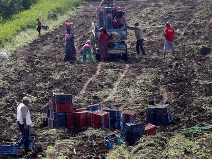 مزارعون يجمعون البطاطس في أحد الحقول على طول الطريق المؤدي إلى العاصمة المصرية، القاهرة - المصدر: رويترز