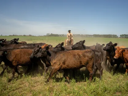 راعٍ يمتطي حصاناً في حقل واسع وهو يسوق قطيعاً من الأبقار السوداء والبنية. - بلومبرغ