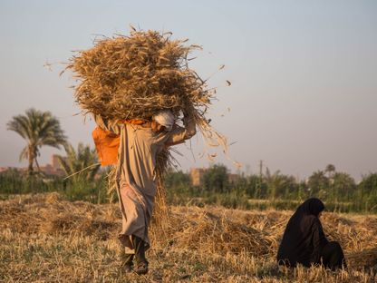 عامل يحمل قمحًا أثناء موسم الحصاد بالفيوم بمصر يوم 19 مايو 2022. - المصدر: بلومبرغ