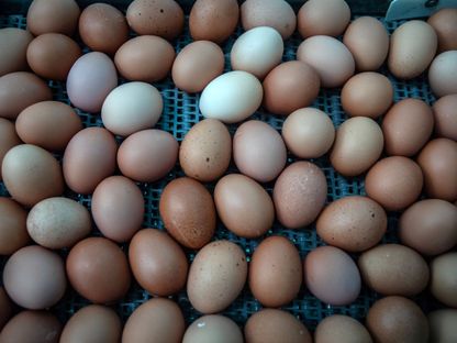 نقل البيض في مزرعة البيض العضوي  في أوردوا ، إسبانيا  - المصدر: بلومبرغ