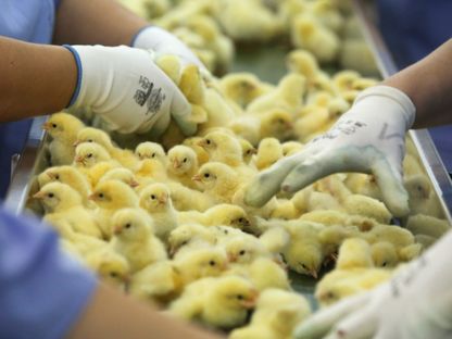 مزرعة لإنتاج الدجاج والبيض في روسيا. مربو دواجن في مصر بإعدام الكتاكيت وسط شح في واردات الأعلاف - المصدر: بلومبرغ