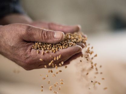 مزارع يحمل حفنة من القمح - المصدر: بلومبرغ
