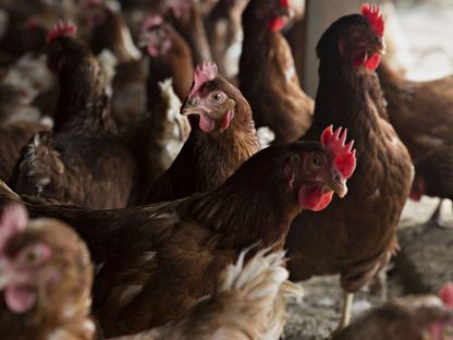 دجاج في مزرعة للدواجن - المصدر: بلومبرغ