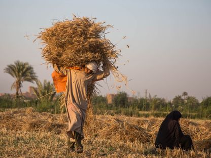 عامل يحمل رزماً من القمح المحصود في مزرعة في قرية رحمة، الفيوم، مصر. - المصدر: بلومبرغ