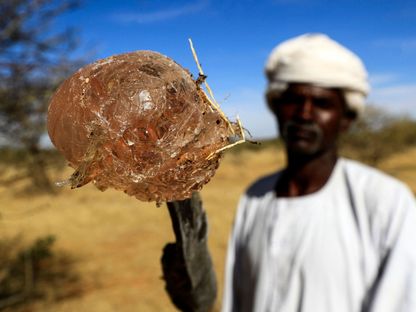 مزارع يمسك بحصاد الصمغ العربي في السودان - المصدر: غيتي إيمجز