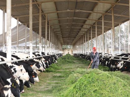 عامل بأحد المزارع المصرية يقدم البرسيم للأبقار - المصدر: الشرق
