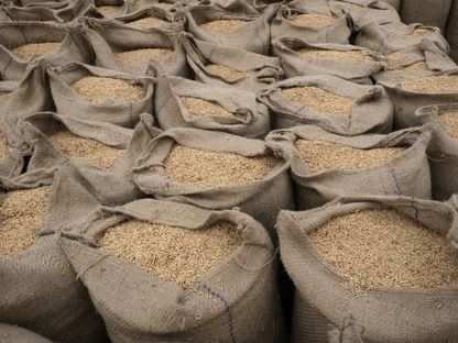 أرز محصود في أكياس من ألياف الجوت في سوق الحبوب في أمبالا، الهند. - المصدر: بلومبرغ