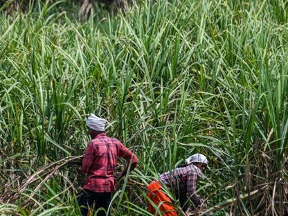 عاملان يحصدان محصول قصب السكر في الهند - المصدر: بلومبرغ
