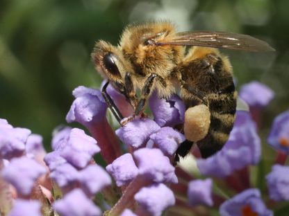 نحلة العسل المعروفة باسم \"أبيس ميلافيرا\" (Apis mellifera). - المصدر: غيتي إيمجز