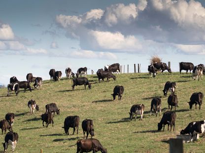 أبقار الألبان ترعى في مزرعة في هاميلتون، نيوزيلندا، يوم الخميس، 19 مارس 2015.  - المصدر: بلومبرغ