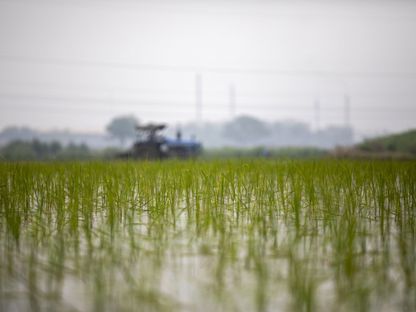 حقل مزروع بالأرز - المصدر: بلومبرغ
