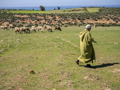 صورة لراعٍ مسن يرعى قطيعه في نواحي مدينة أصيلة، شمال المغرب..  يسهم القطاع الزراعي بنسبة 14% من الناتج المحلي ويعمل فيه 40% من السكان - المصدر: بلومبرغ