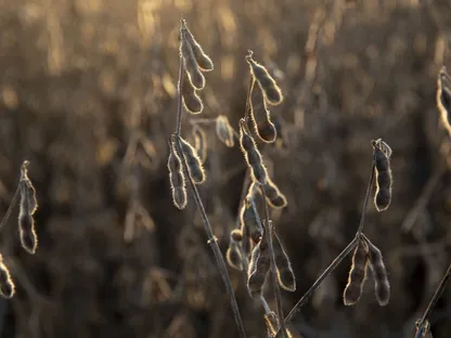 فول الصويا في حقل أثناء الحصاد في ويانيت، إلينوي، الولايات المتحدة. - المصدر: بلومبرغ