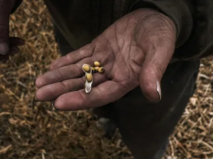 عامل يحمل فول الصويا خلال حصاد في واينسفيلد بولاية أوهايو، الولايات المتحدة - المصدر: بلومبرغ