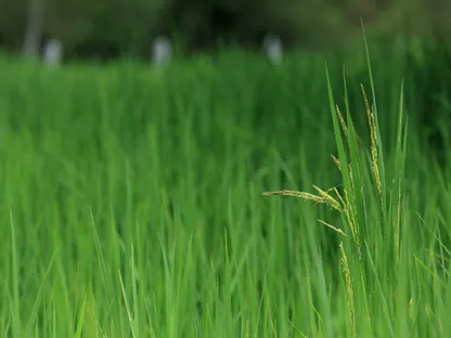 أزهار الأرز في أحد الحقول - بلومبرغ