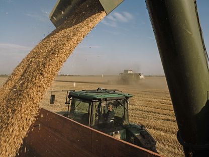 مزارع يجمع الحبوب من آلة حصاد خلال موسم حصاد القمح الصيفي في أوكرانيا - المصدر: بلومبرغ