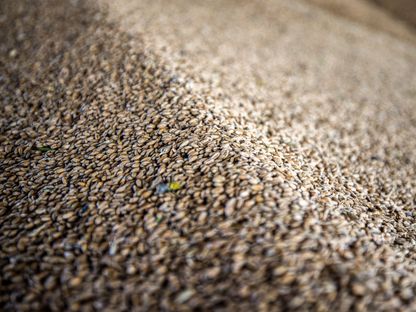 حبوب القمح بعد الحصاد - المصدر: بلومبرغ