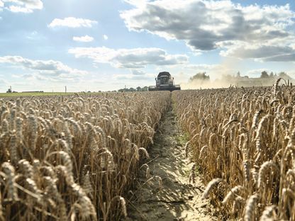 آلة لحصد أحد حقول القمح داخل مزرعة في منطقة ليسوايس، في تورون، بولندا - المصدر: بلومبرغ