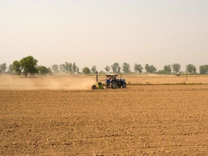 حقل للقمح في منطقة لوديانا بإقليم النبجاب، الهند - المصدر: بلومبرغ