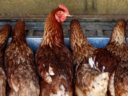 دجاج من فصيلة \"ISA Brown \" تتغذى داخل مزرعة \"تالوكا بارك\" بمدينة إكستير، أستراليا - المصدر: بلومبرغ