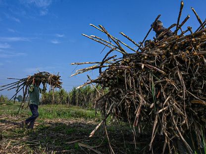 مزارع يحمل قصب السكر المحصود في ميروت، ولاية أوتار براديش، الهند - المصدر: بلومبرغ