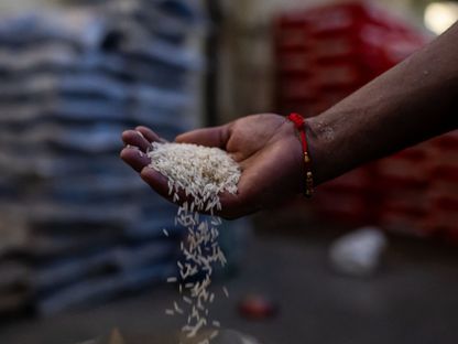 عامل يحمل حفنة من الأرز  الأبيض، الهند - المصدر: بلومبرغ