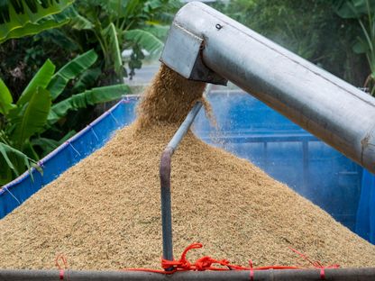 حبوب الأرز أثناء الحصاد في مقاطعة سارابوري، تايلندا - المصدر: بلومبرغ
