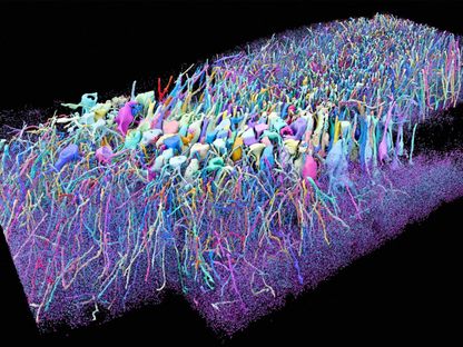صورة تجميعية للخلايا والتشابكات العصبية في حُصين دماغ فأر باستخدام تقنية رسم الخرائط الدماغية التي تطورها 'إي 11 بايو' وقد أعدها استوديو \"كوروميتركس\" - بلومبرغ