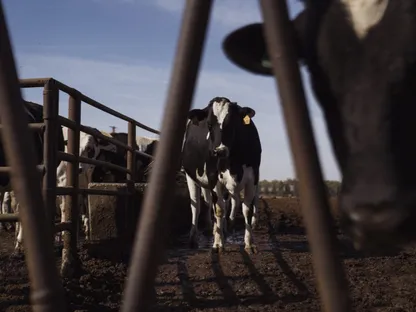 مزرعة أبقار لإنتاج الألبان - بلومبرغ