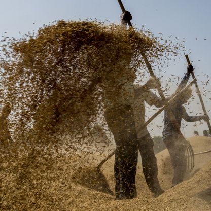 الهند تحظر تصدير الأرز الأبيض غير البسمتي