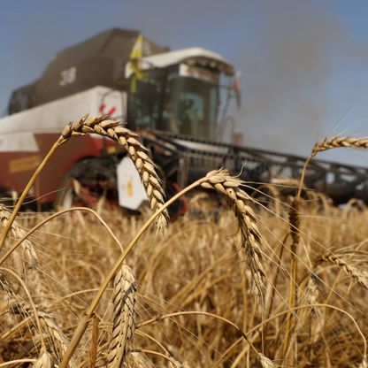 المغرب بحاجة إلى زيادة واردات القمح وسط موجة جفاف جديدة