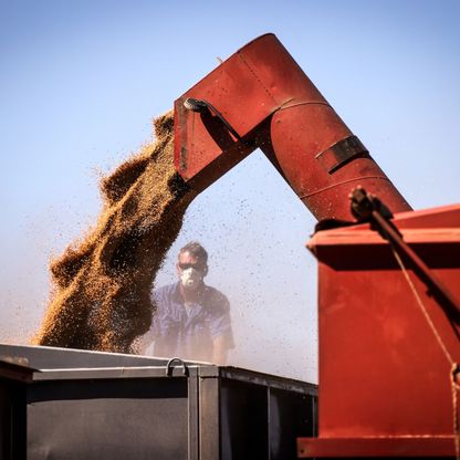  %5 زيادة في محصول القمح الأسترالي بدعم تحسن المناخ