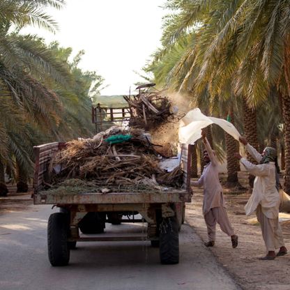 "فاو" تعمل مع السعودية على تنمية الزراعة الريفية لـ8 محاصيل