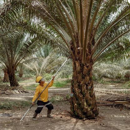 شيخوخة الأشجار والطقس يهبطان بتوقعات إنتاج زيت النخيل الإندونيسي