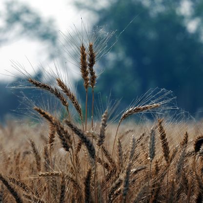 الطقس السيئ والحرب يشعلان المخاوف بشأن إمدادات القمح العالمية