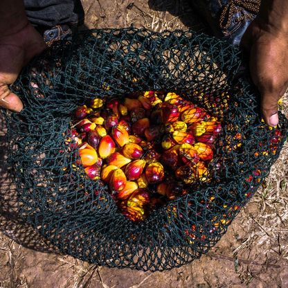 قفزة في أسعار زيت النخيل تهدِّد بارتفاع تكلفة الغذاء