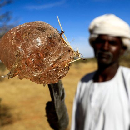 الصراع يعطّل صادرات السودان من الصمغ العربي