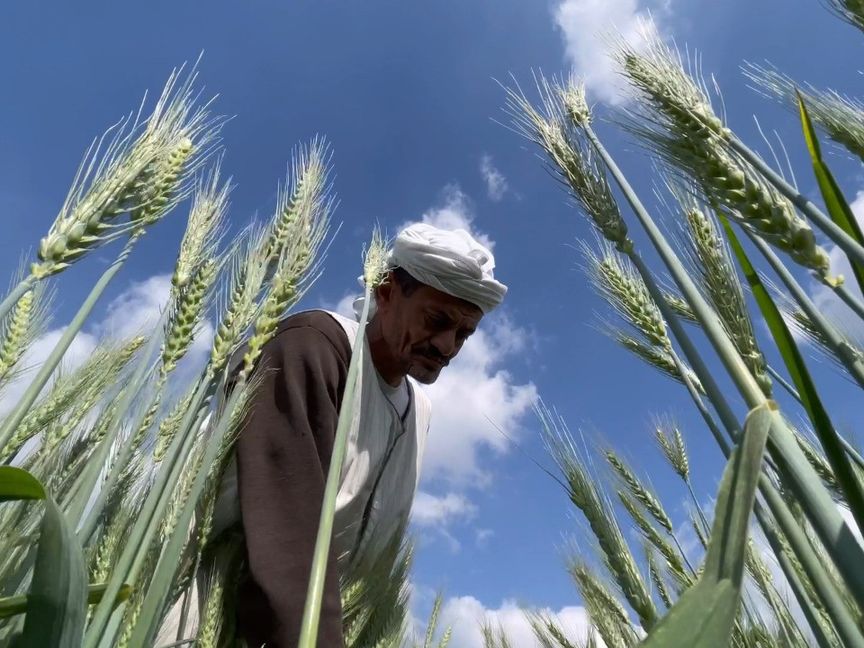 فلاح مصري يتفقد محصول القمح قبل أسابيع من موسم الحصاد - المصدر: بلومبرغ