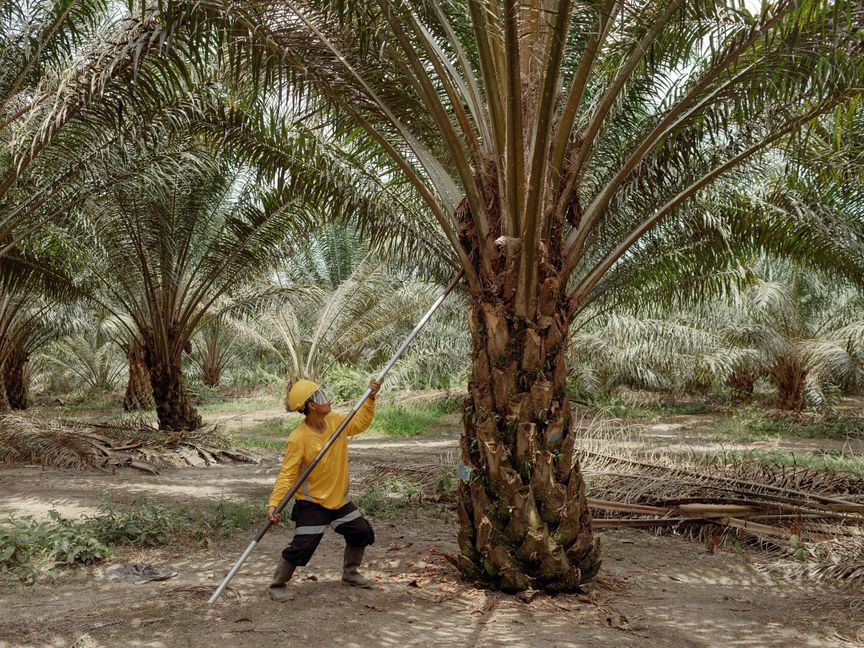 عامل يحصد ثمار شجرة نخيل الزيت في مزرعة شركة في كاليمانتان، إندونيسيا - الشرق/بلومبرغ