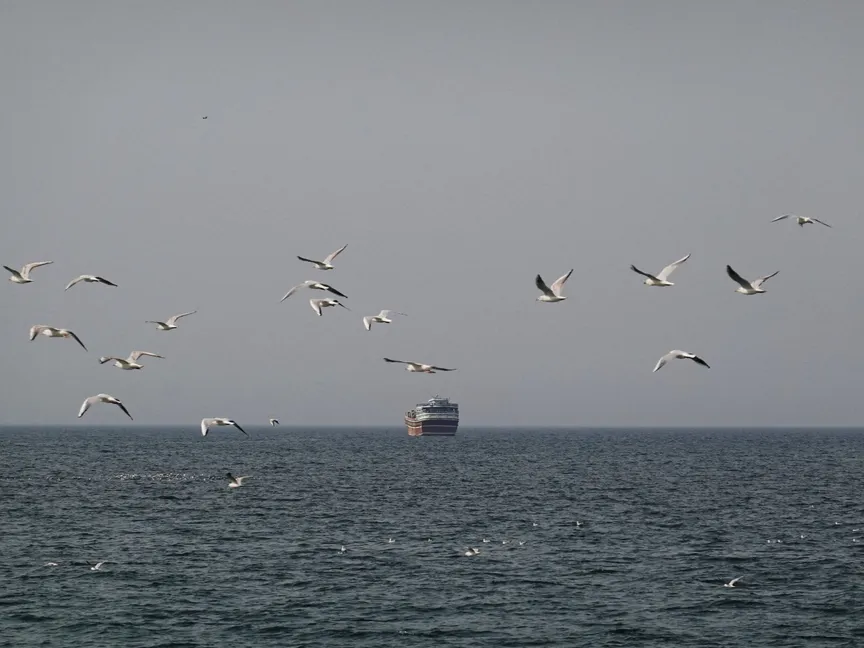 طيور تحلق قرب سفينة شحن في مضيق هرمز وسط الصراع الأميركي الإسرائيلي مع إيران، في 2 مارس 2026 - رويترز 