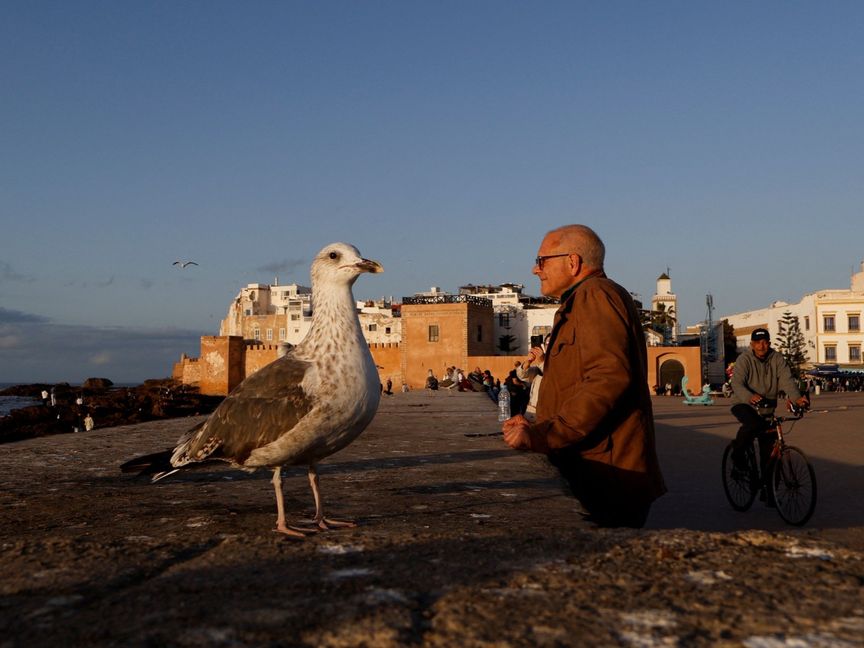 طائر نورس يقف قرب رجل ينتظر مشاهدة غروب الشمس في ميناء "الصويرة" الساحلي الأطلسي، المغرب - رويترز 